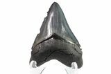 Serrated, Fossil Chubutensis Tooth - Megalodon Ancestor #153834-1